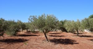 olio extra vergine di oliva scaffale-min